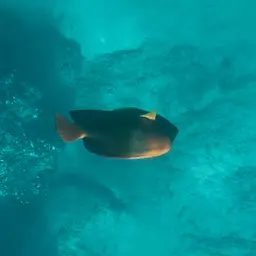 Clarion Angelfish, photo 11