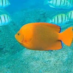 Clarion Angelfish, photo 12