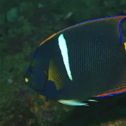 King Angelfish