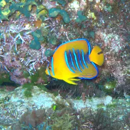 King Angelfish, photo 3