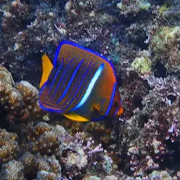 King Angelfish, photo 4