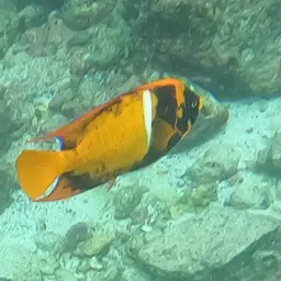 King Angelfish, photo 5
