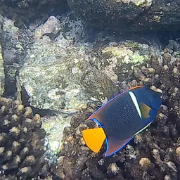 King Angelfish, photo 6