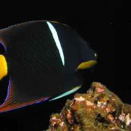 King Angelfish, photo 7