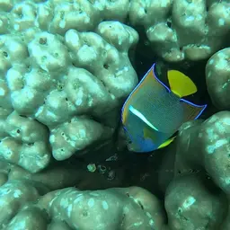 King Angelfish, photo 8