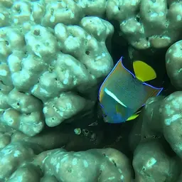 King Angelfish, photo 9