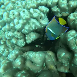 King Angelfish, photo 10