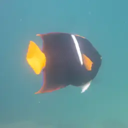 King Angelfish, photo 11