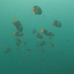 King Angelfish, photo 12