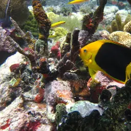 Rock Beauty, photo 9