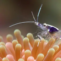 Holthuis cleaner shrimp