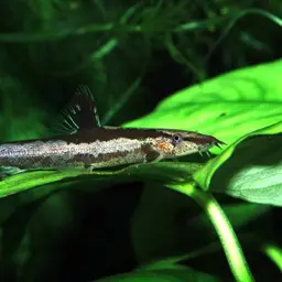 Lizard Loach, photo 1