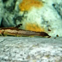 Lizard Loach, photo 2