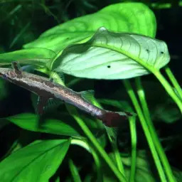 Lizard Loach, photo 3