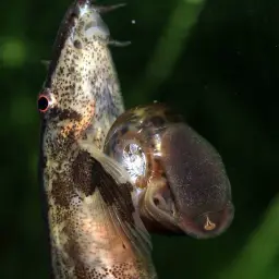Lizard Loach, photo 4