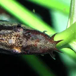 Lizard Loach, photo 5