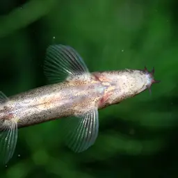 Lizard Loach, photo 6