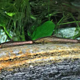 Lizard Loach, photo 7