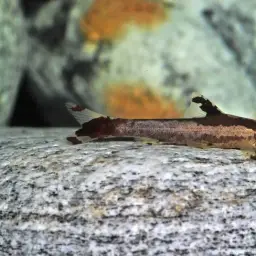 Lizard Loach, photo 8