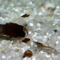 Lizard Loach, photo 9
