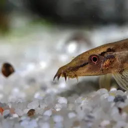 Lizard Loach, photo 10