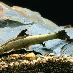 Lizard Loach, photo 11