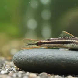 Lizard Loach, photo 12