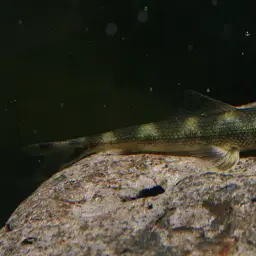 Lizard Loach, photo 1