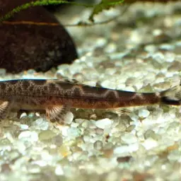 Lizard Loach, photo 2