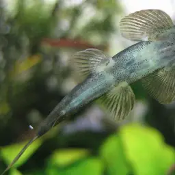 Lizard Loach, photo 3