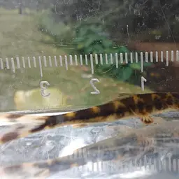Lizard Loach, photo 4