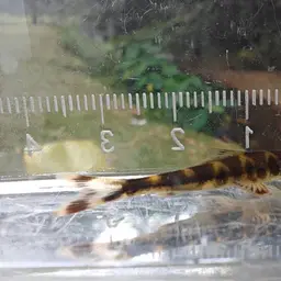Lizard Loach, photo 5