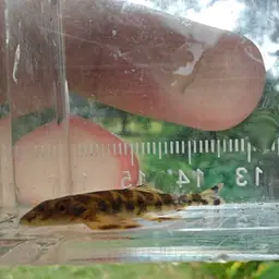 Lizard Loach, photo 6