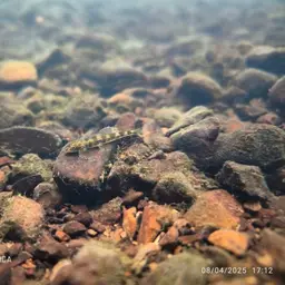 Lizard Loach, photo 7
