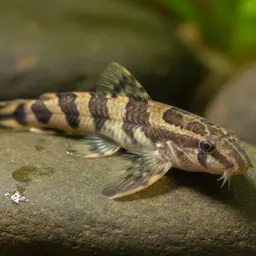 Lizard Loach, photo 8