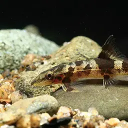 Gecko Loach, photo 1