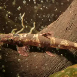 Gecko Loach, photo 2