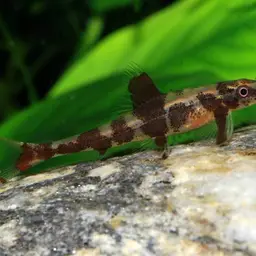 Gecko Loach, photo 3