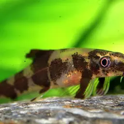 Gecko Loach, photo 4