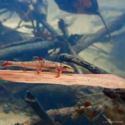 Gecko Loach, photo 7