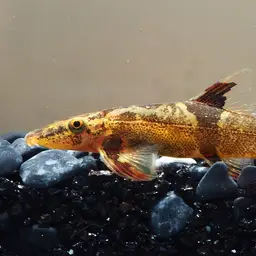Gecko Loach, photo 8