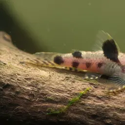 Gecko Loach, photo 9