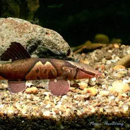 Lizard Loaches, photo 1