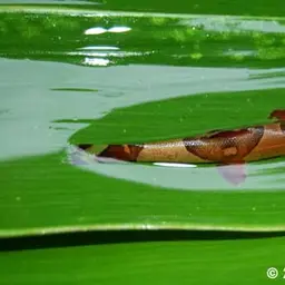 Lizard Loaches, photo 2