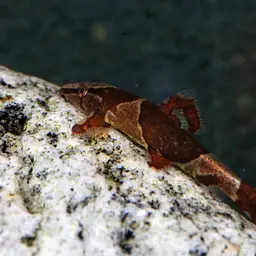 Lizard Loaches, photo 4