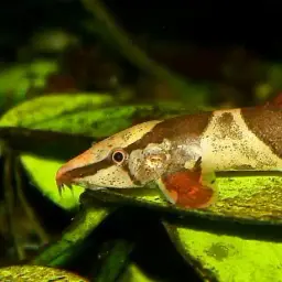Lizard Loaches, photo 5