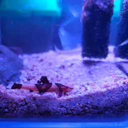 Lizard Loaches, photo 7