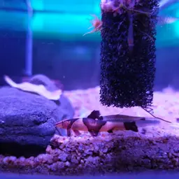 Lizard Loaches, photo 8