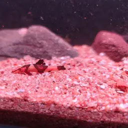 Lizard Loaches, photo 9