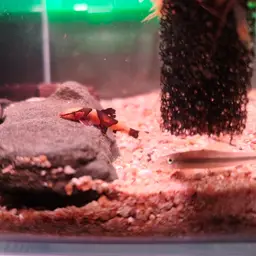 Lizard Loaches, photo 10
